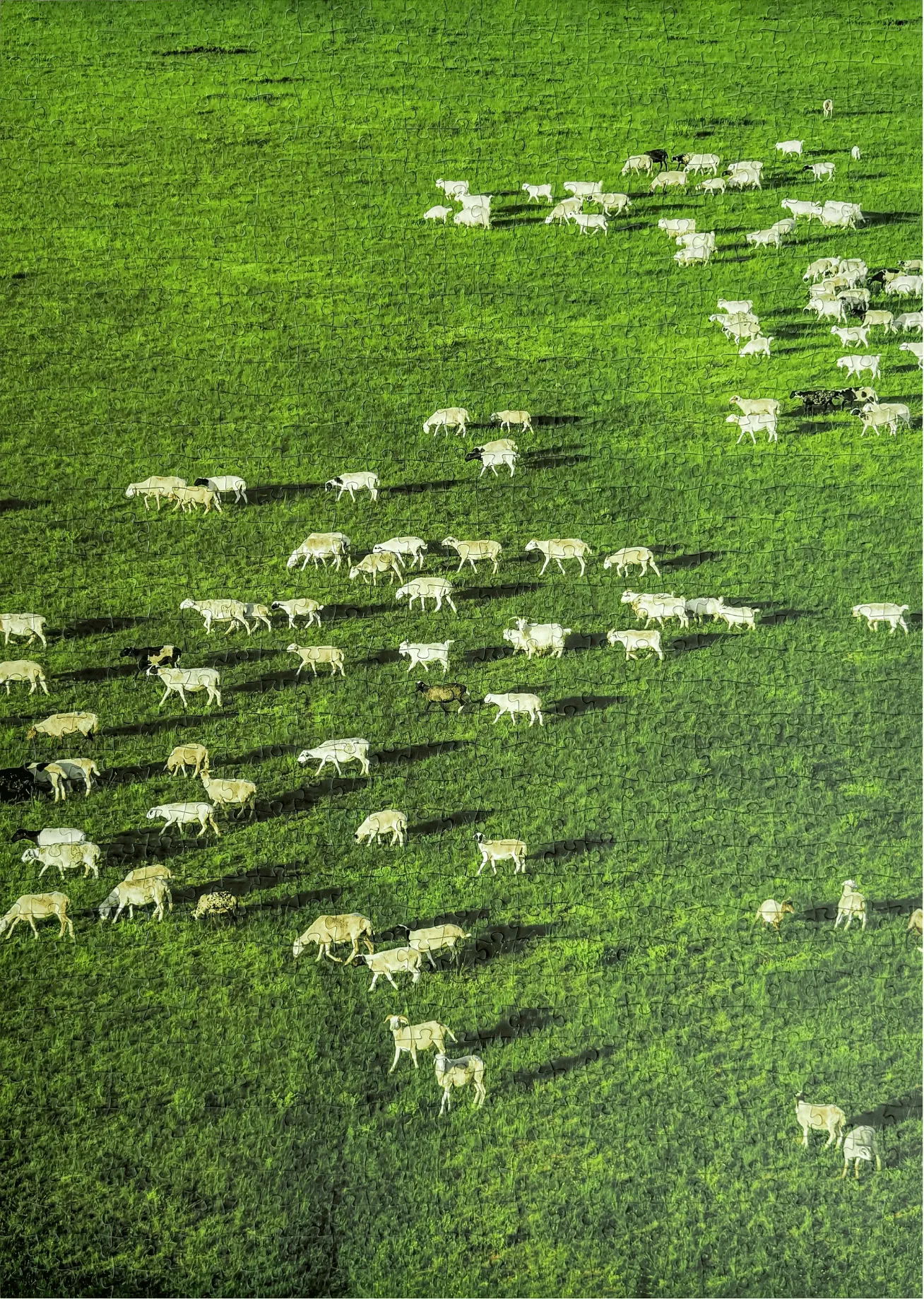 Flock of sheep on the prairie 